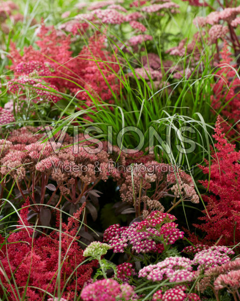 Perennial mix Perennial mix