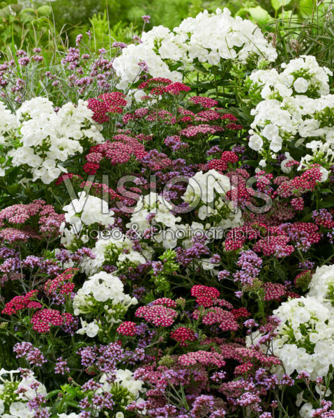 Perennial mix Perennial mix