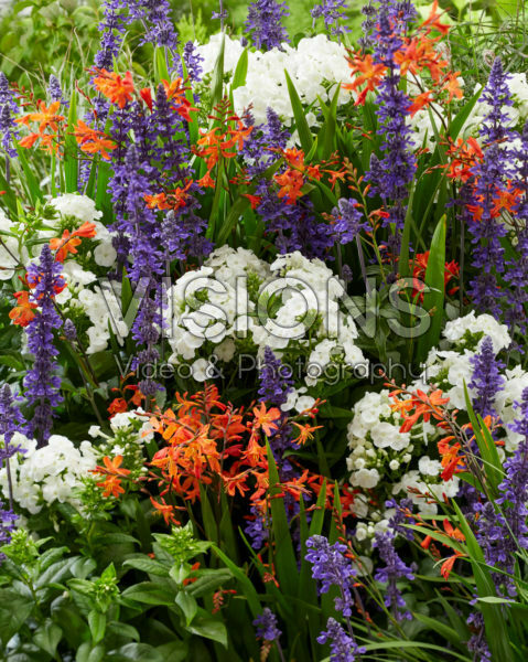Perennial mix Perennial mix