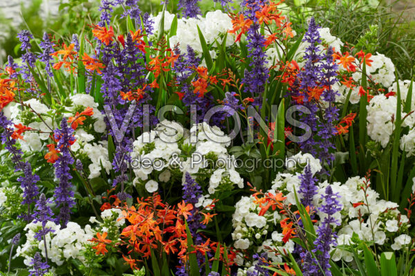 Perennial mix Perennial mix