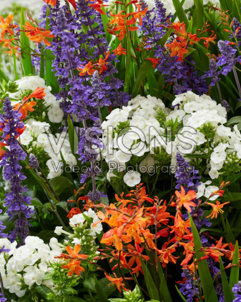 Perennial mix Perennial mix