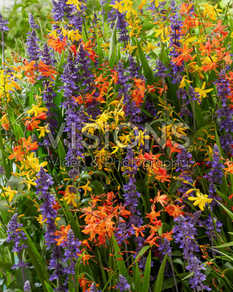 Perennial mix Perennial mix