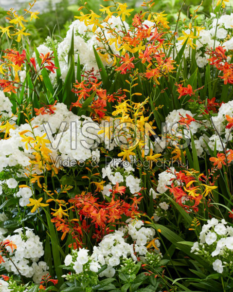 Perennial mix Perennial mix