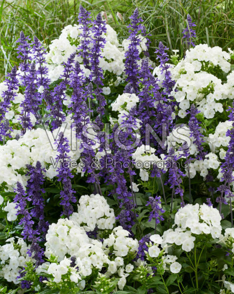 Perennial mix Perennial mix