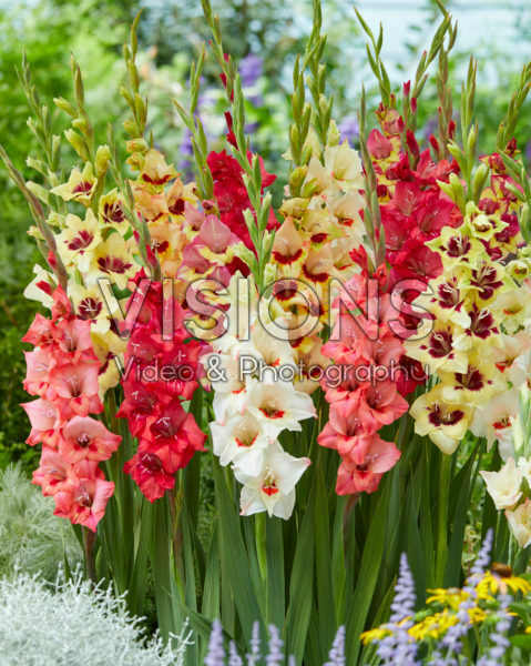 Gladiolus mix Gladiolus mix