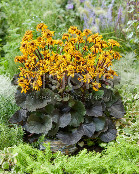 Ligularia dentata Pandora Ligularia dentata Pandora
