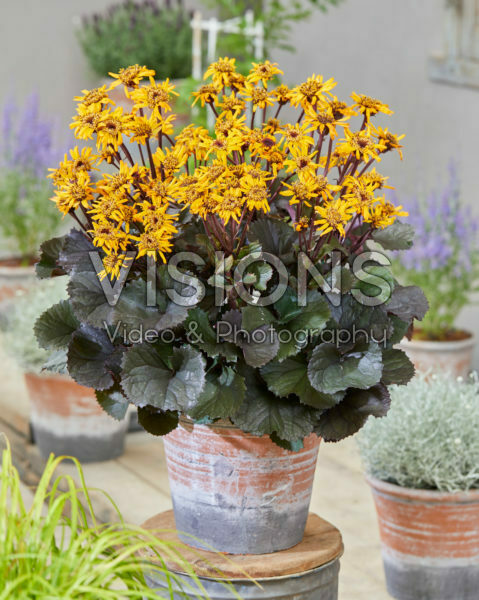 Ligularia dentata Pandora Ligularia dentata Pandora