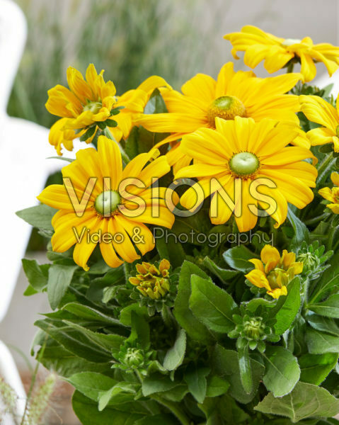 Rudbeckia Julia Rudbeckia Julia