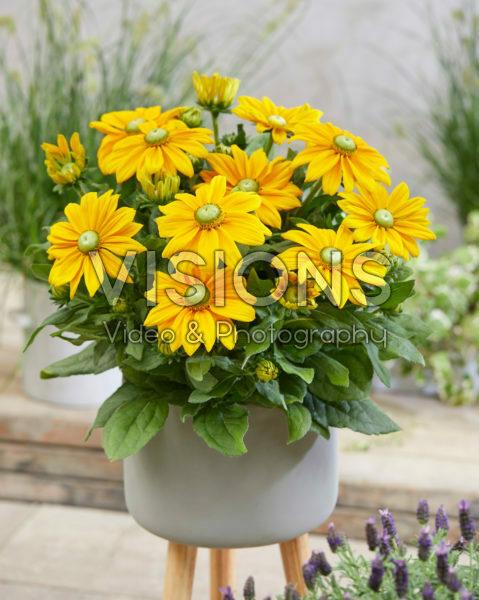 Rudbeckia Ophelia Rudbeckia Ophelia