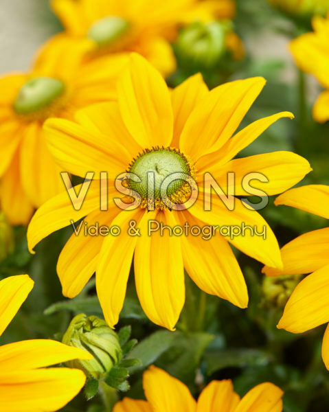 Rudbeckia Ophelia Rudbeckia Ophelia