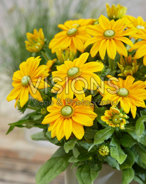 Rudbeckia Ophelia Rudbeckia Ophelia