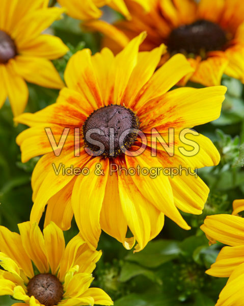 Rudbeckia Emelia Rudbeckia Emelia