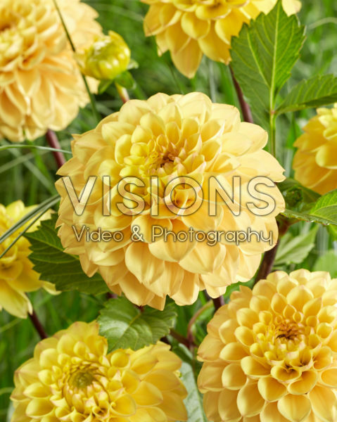 Dahlia Yellow Don Dahlia Yellow Don