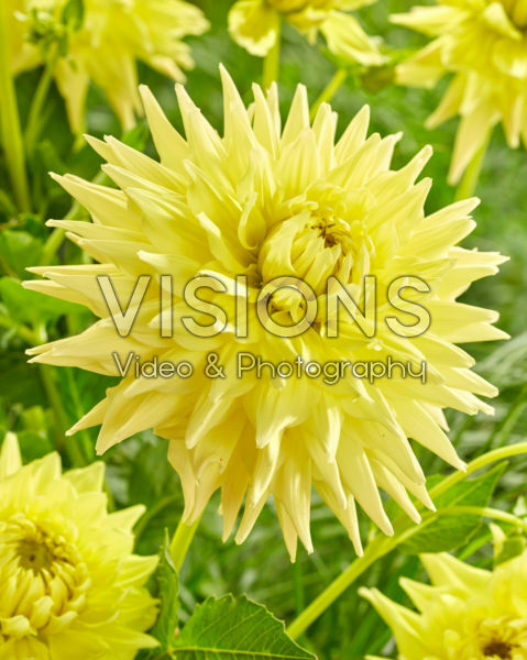 Dahlia Trooper Dan Dahlia Trooper Dan