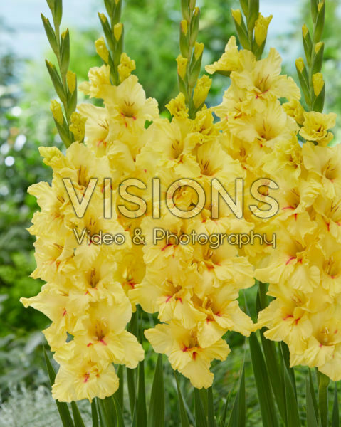 Gladiolus Yellow Age Gladiolus Yellow Age