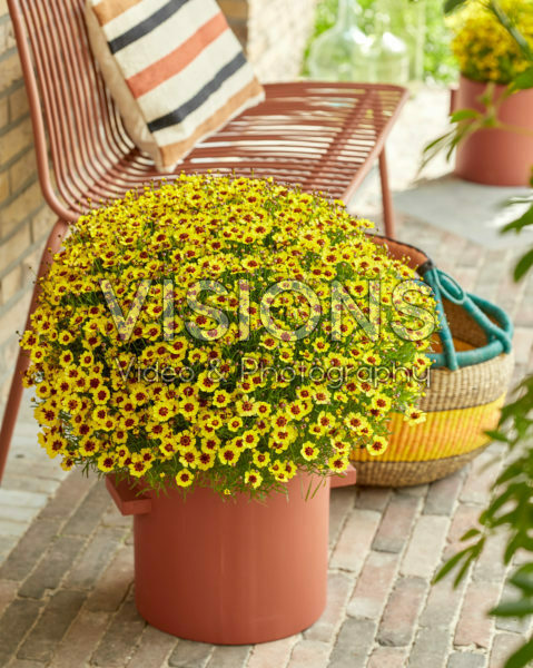 Coreopsis rosea Twinkles Bells® Sunrise Coreopsis rosea Twinkles Bells® Sunrise