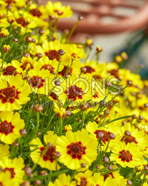 Coreopsis Twinklebells® Sunrise Coreopsis Twinklebells® Sunrise