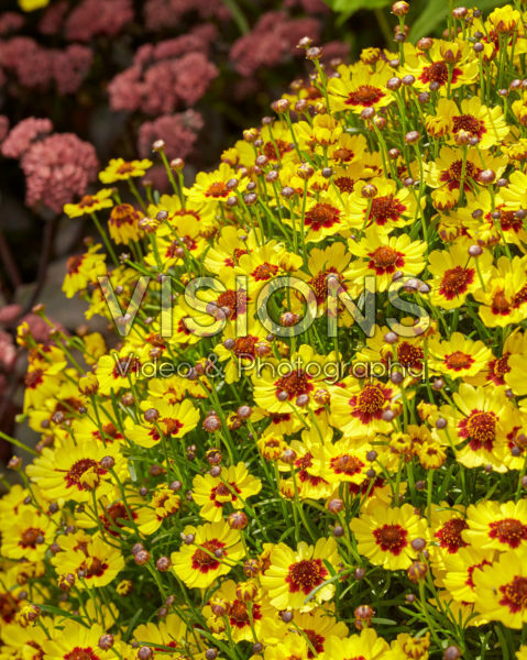Coreopsis Twinklebells® Sunrise Coreopsis Twinklebells® Sunrise