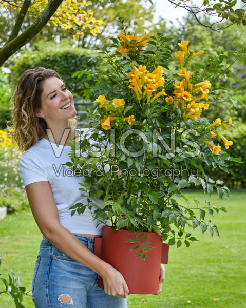 Campsis radicans Golden Trumpet Campsis radicans Golden Trumpet
