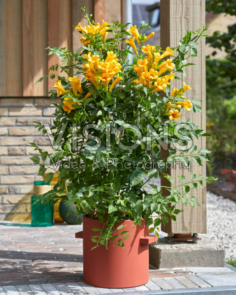 Campsis radicans Golden Trumpet Campsis radicans Golden Trumpet