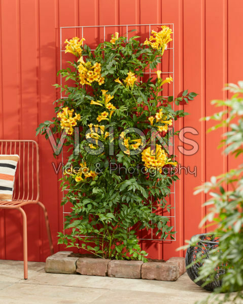 Campsis radicans Golden Trumpet Campsis radicans Golden Trumpet