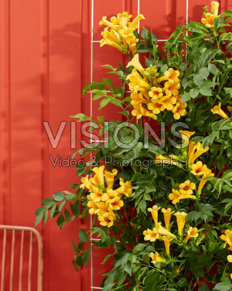 Campsis radicans Golden Trumpet Campsis radicans Golden Trumpet