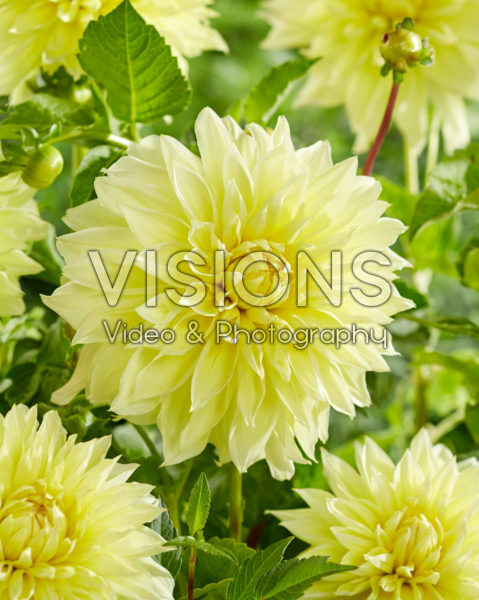 Dahlia Kelvin Floodlight Dahlia Kelvin Floodlight