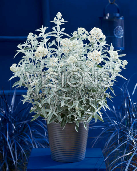 Buddleja Silver Anniversary Buddleja Silver Anniversary