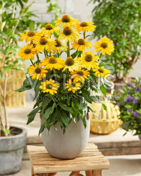 Echinacea 009-17-K022-01 133155 Echinacea 009-17-K022-01 133155