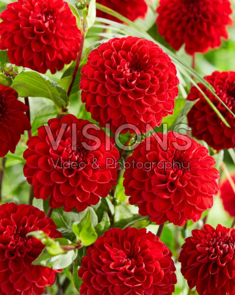 Dahlia Viking Dahlia Viking