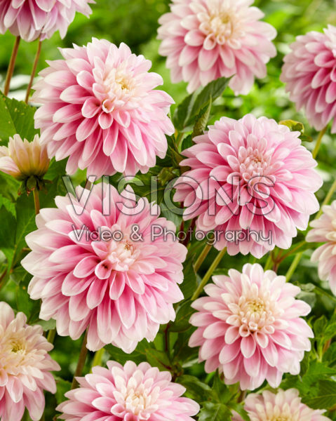 Dahlia Anthony Ross Dahlia Anthony Ross