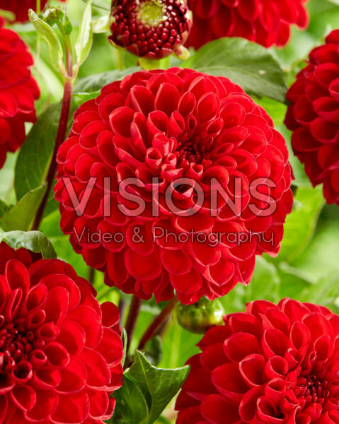 Dahlia Viking Dahlia Viking