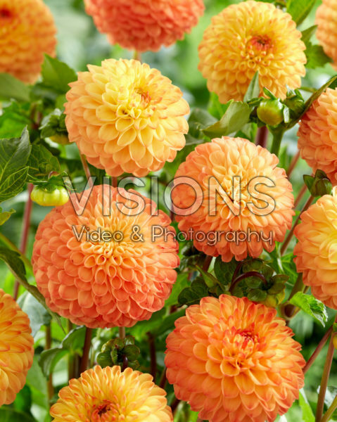 Dahlia Souvenir d'Ete Dahlia Souvenir d'Ete