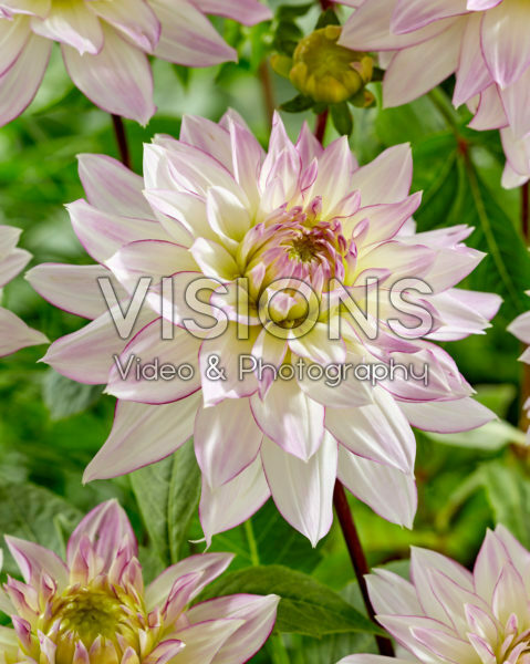 Dahlia Crazy Love Dahlia Crazy Love