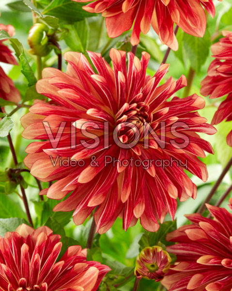 Dahlia Miss Brandy Dahlia Miss Brandy
