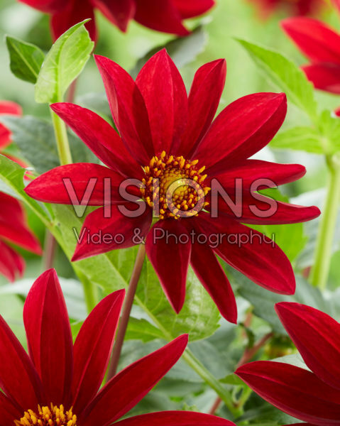 Dahlia Exotique Dahlia Exotique