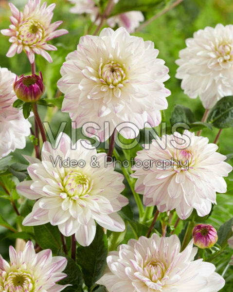 Dahlia Britt Dahlia Britt