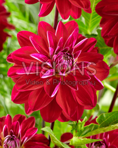Dahlia Ariko Demino Dahlia Ariko Demino