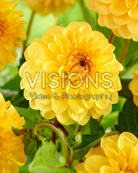 Dahlia Golden Scepter Dahlia Golden Scepter