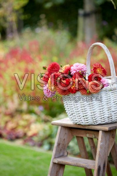 Basket with Dahlias Basket with Dahlias