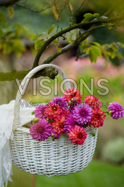 Basket with Dahlias Basket with Dahlias