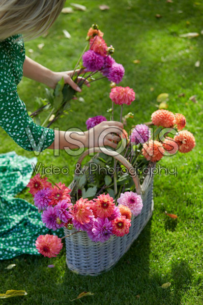 Basket with Dahlias Basket with Dahlias