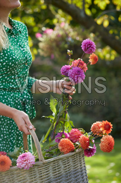 Basket with Dahlias Basket with Dahlias