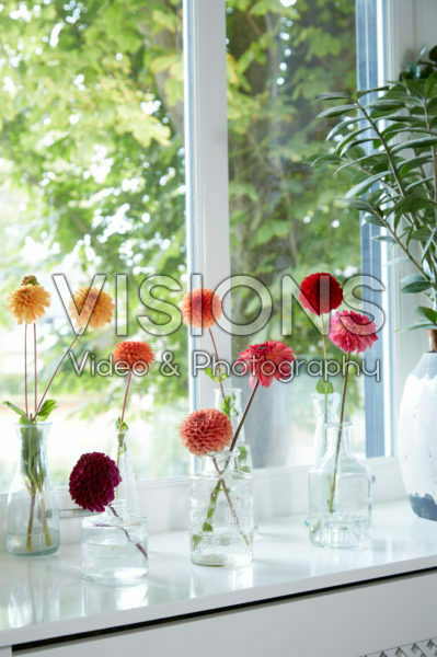 Dahlias in vases Dahlias in vases