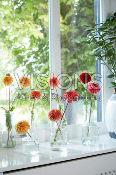 Dahlias in vases Dahlias in vases