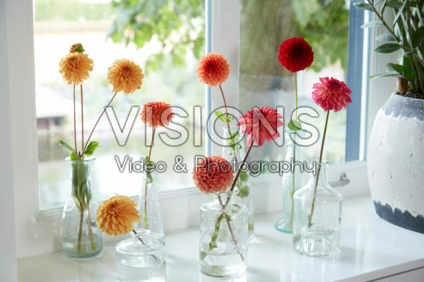 Dahlias in vases Dahlias in vases