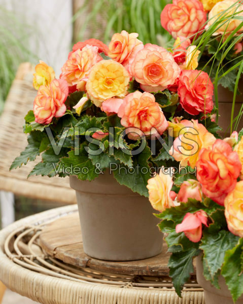 Begonia On Top® Sunset Shades Begonia On Top® Sunset Shades