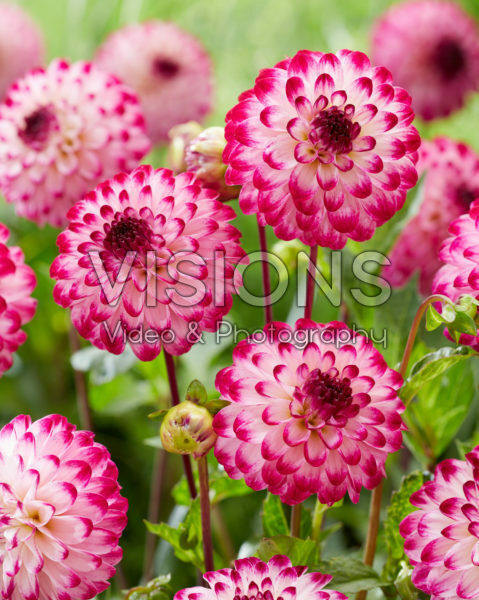 Dahlia Little Robert Dahlia Little Robert