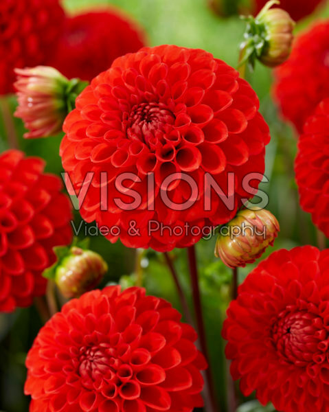 Dahlia Salsa Dahlia Salsa