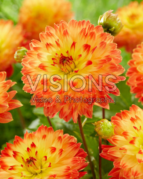 Dahlia Procyon Dahlia Procyon